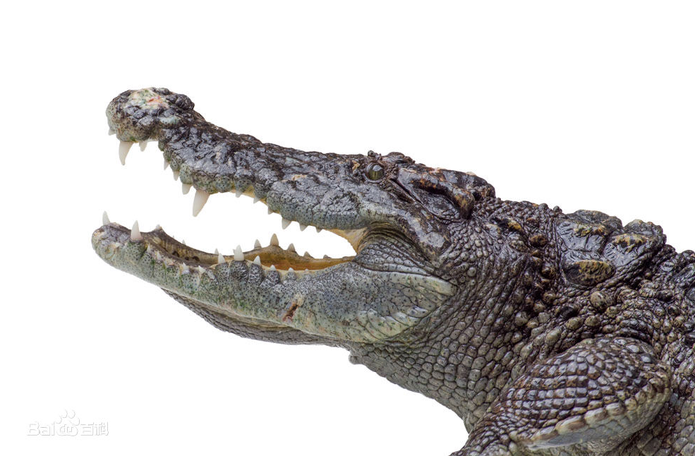 鳄鱼皮具的定义：鳄鱼皮具泛指鳄鱼皮做成的各种产品。
